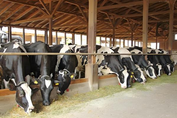 用酒糟养牛怎么配制饲料,根据牛的月龄调整酒糟的用量