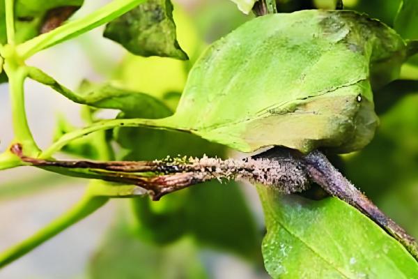 辣椒灰霉病的危害症状，发病初子叶先端会变黄