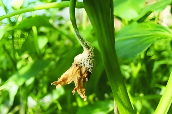 辣椒灰霉病的危害症状，发病初子叶先端会变黄