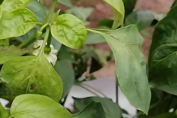 辣椒灰霉病的危害症状，发病初子叶先端会变黄