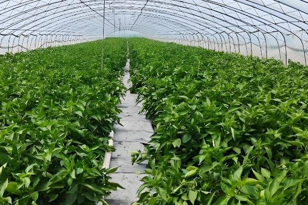 辣椒灰霉病的危害症状，发病初子叶先端会变黄