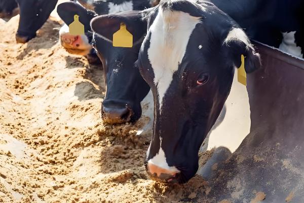 用酒糟养牛怎么配制饲料,根据牛的月龄调整酒糟的用量