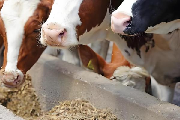 用酒糟养牛怎么配制饲料,根据牛的月龄调整酒糟的用量