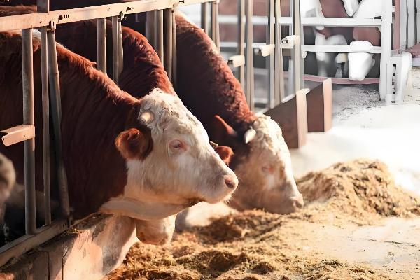 用酒糟养牛怎么配制饲料,根据牛的月龄调整酒糟的用量