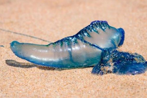 海蜇的毒性大吗，蜇伤后5分钟即可致人死亡