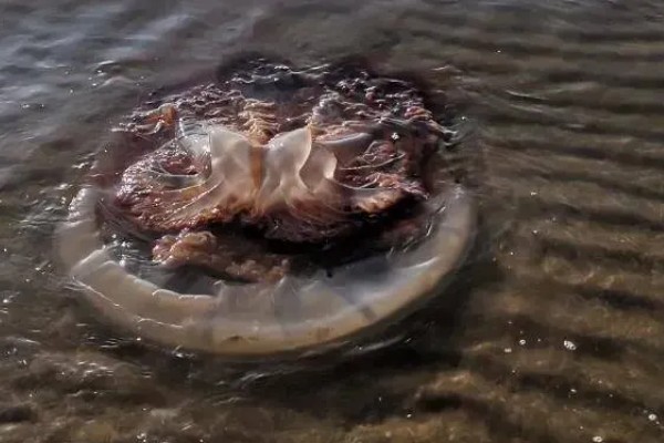 海蜇的毒性大吗，蜇伤后5分钟即可致人死亡