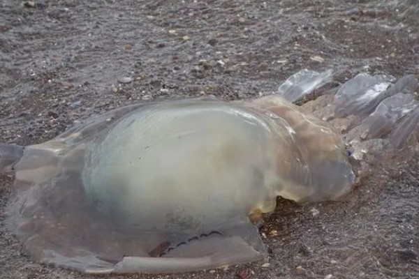 海蜇的毒性大吗，蜇伤后5分钟即可致人死亡