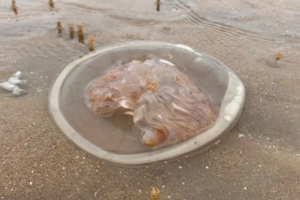 海蜇的毒性大吗，蜇伤后5分钟即可致人死亡