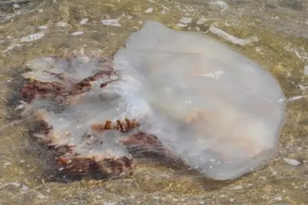 海蜇的毒性大吗，蜇伤后5分钟即可致人死亡