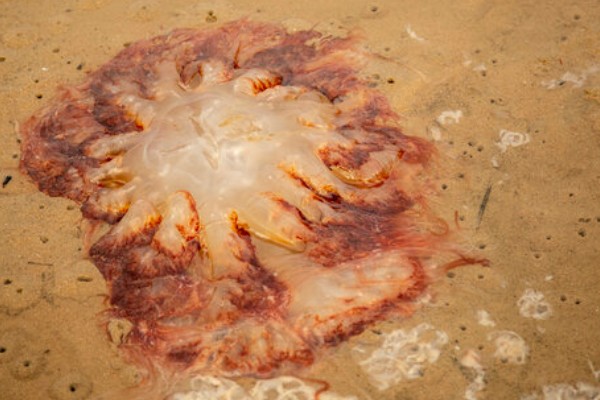 海蜇的毒性大吗，蜇伤后5分钟即可致人死亡