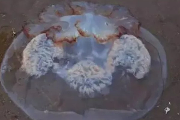 海蜇的毒性大吗，蜇伤后5分钟即可致人死亡