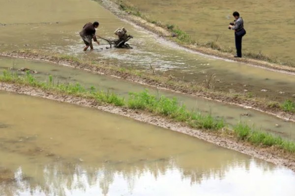 茭白的种植技术，从四月初到四月中旬播种