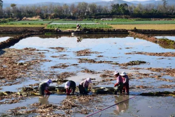 茭白的种植技术，从四月初到四月中旬播种