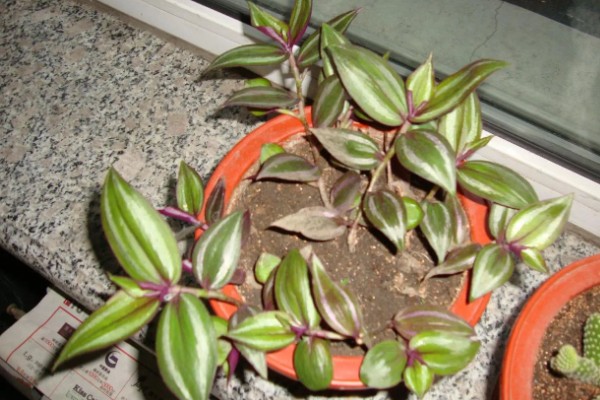 吊竹梅的养殖注意事项，温度控制在8度以上