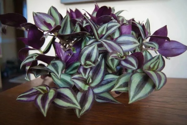 吊竹梅的养殖注意事项，温度控制在8度以上