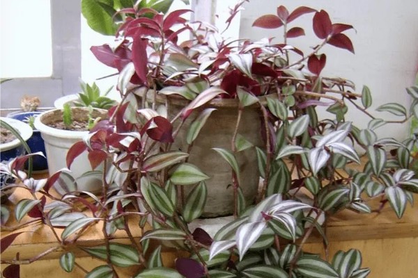 吊竹梅的养殖注意事项，温度控制在8度以上