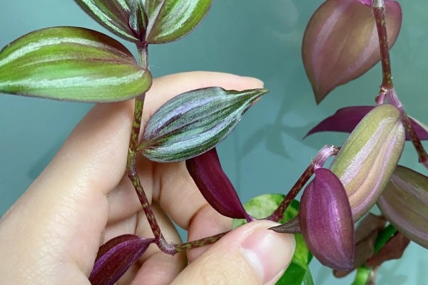 吊竹梅的养殖注意事项，温度控制在8度以上