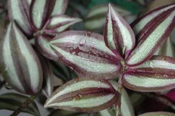 吊竹梅的养殖注意事项，温度控制在8度以上