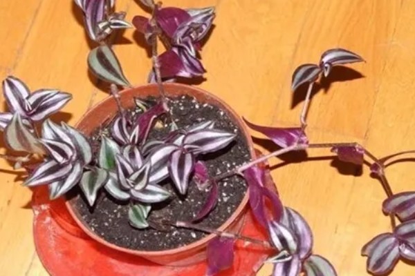 吊竹梅的养殖注意事项，温度控制在8度以上