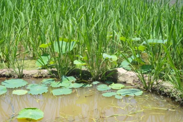 茭白的种植技术，从四月初到四月中旬播种