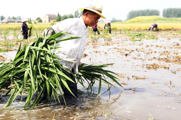 茭白的种植技术，从四月初到四月中旬播种