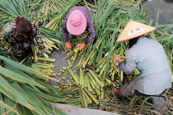 茭白的种植技术，从四月初到四月中旬播种