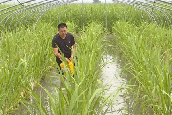 茭白的种植技术，从四月初到四月中旬播种