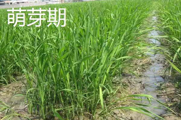 茭白的种植技术，从四月初到四月中旬播种