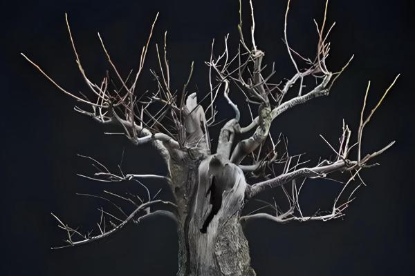 秋天怎么养桃花，可以在树干上涂白防寒