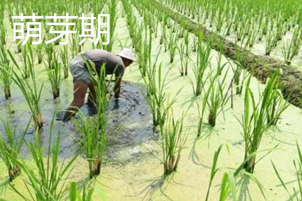 茭白的种植技术，从四月初到四月中旬播种