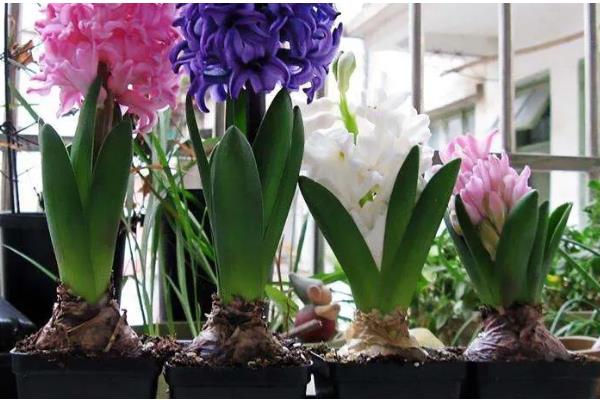 风信子的养殖方法，生长需要充足的光照