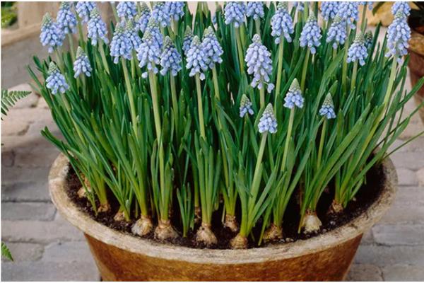 风信子的养殖方法，生长需要充足的光照