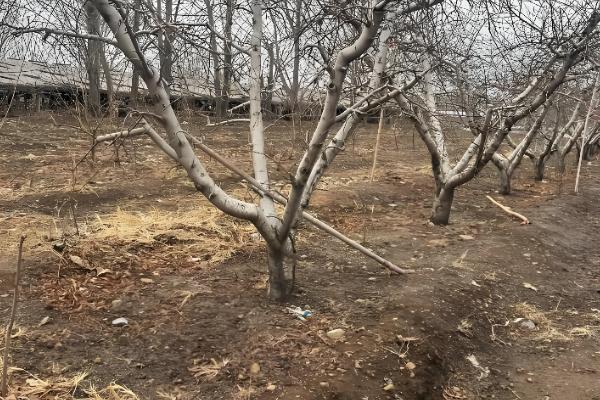 秋天怎么养桃花，可以在树干上涂白防寒