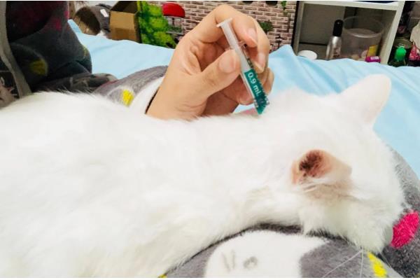 猫咪驱虫注意事项,禁止给怀孕的母猫驱虫