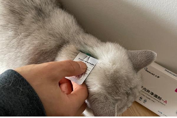猫咪驱虫注意事项,禁止给怀孕的母猫驱虫