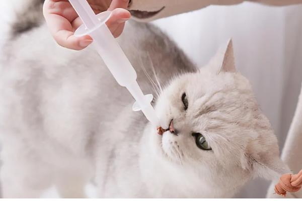 猫咪驱虫注意事项,禁止给怀孕的母猫驱虫