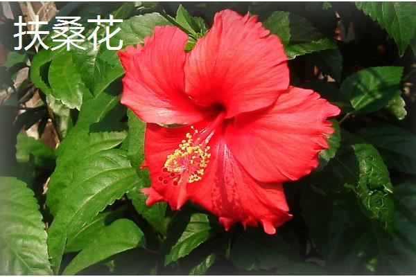 哪些花的花期比较长，常见扶桑花、虎刺梅等品种