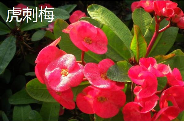 哪些花的花期比较长，常见扶桑花、虎刺梅等品种