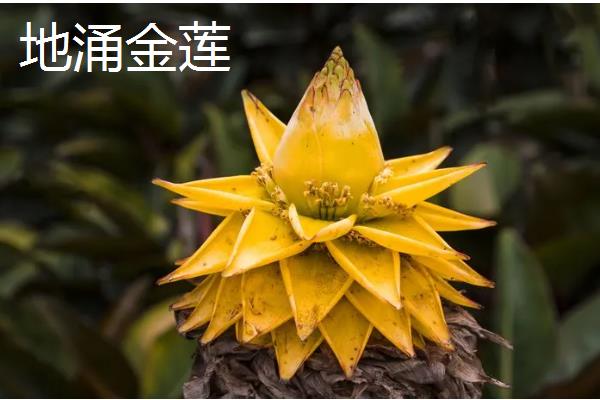 哪些花的花期比较长，常见扶桑花、虎刺梅等品种