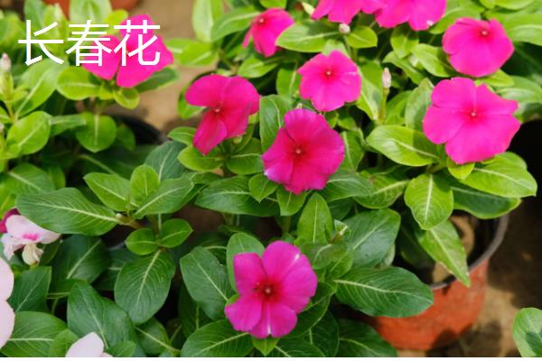 哪些花的花期比较长，常见扶桑花、虎刺梅等品种