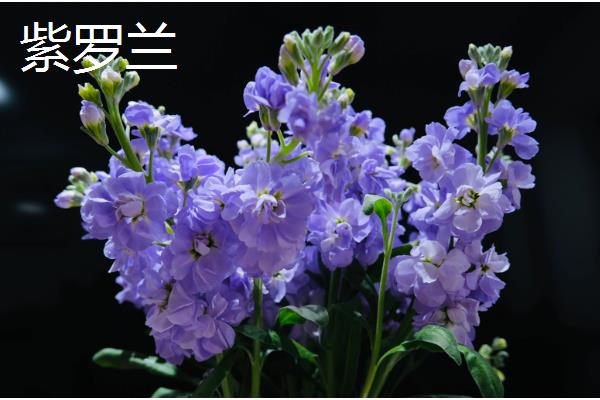 哪些花的花期比较长，常见扶桑花、虎刺梅等品种