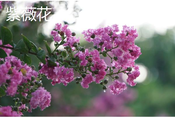 哪些花的花期比较长，常见扶桑花、虎刺梅等品种