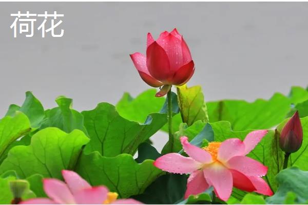 哪些花的花期比较长，常见扶桑花、虎刺梅等品种