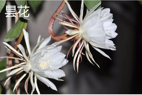 哪些花的花期比较长，常见扶桑花、虎刺梅等品种