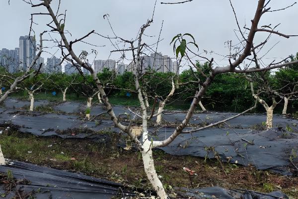 秋天怎么养桃花，可以在树干上涂白防寒