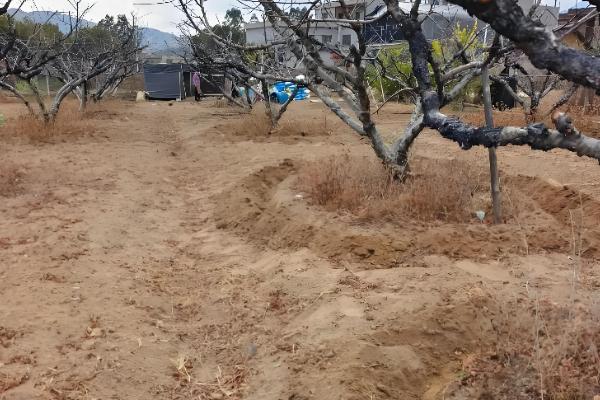 秋天怎么养桃花，可以在树干上涂白防寒