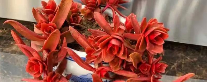 火祭怎么养殖会变红，适合种植在光照充足的环境下