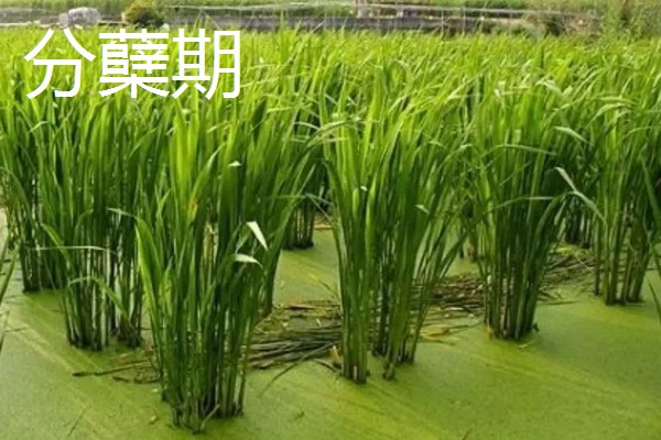 茭白的种植技术，从四月初到四月中旬播种