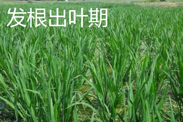 茭白的种植技术，从四月初到四月中旬播种