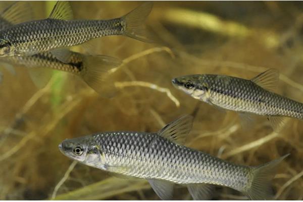 麦穗鱼怎么进行高密度养殖，每亩放苗8-10万尾